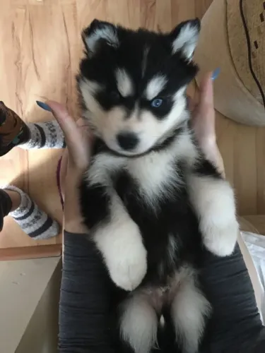 Husky Siberiano - Aproxima Corações Com Muito Afeto