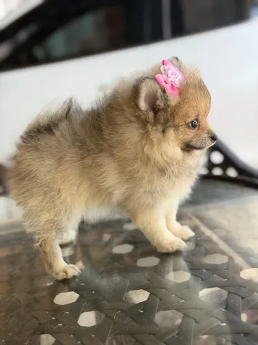 Lindos bebês de Lulu da Pomerania (spitz alemão) disponíveis