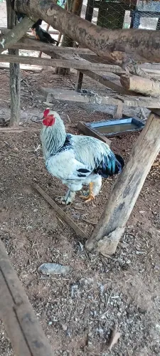 Casais de Brahma a venda