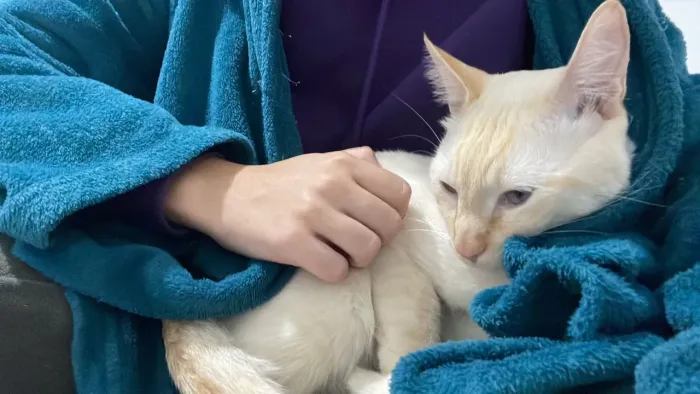 Gato para doação