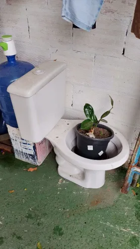Vaso sanitário entrego 