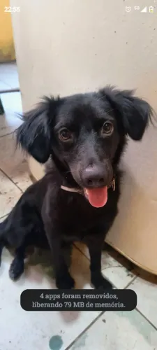 Cadela de 6 meses