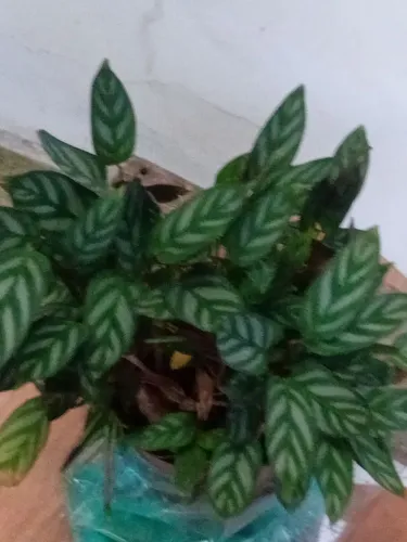 Muda de planta asplenio .