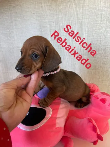 Promoção Salsichinha mini