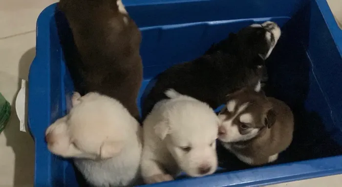 Estou doando husky siberiano