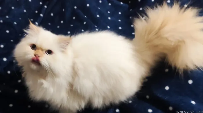 Gata Himalayan com pedigree