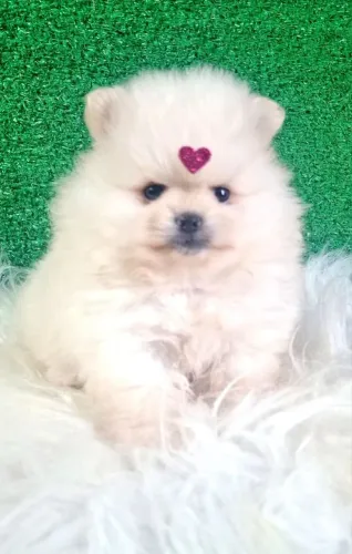 Fêmea spitz lulu da pomeranea anão branca creme ursinha