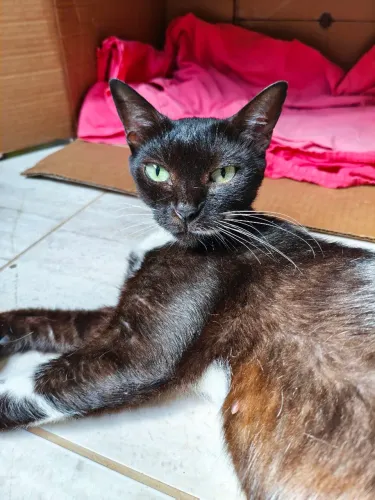 ADOÇÃO RESPONSAVEL