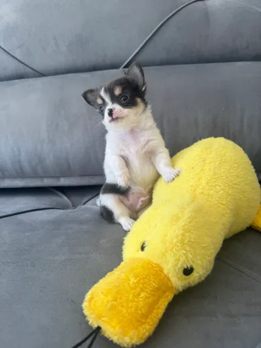 Chihuahua machinho