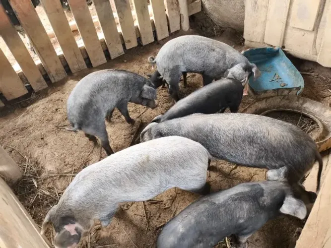 Porcas / leitões