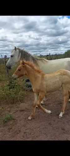 ÉGUA COM UMA POLDA