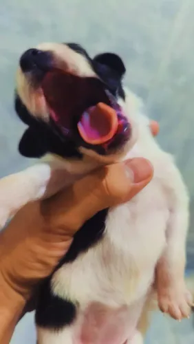 cachorros para doação
