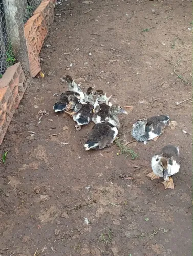 Pato