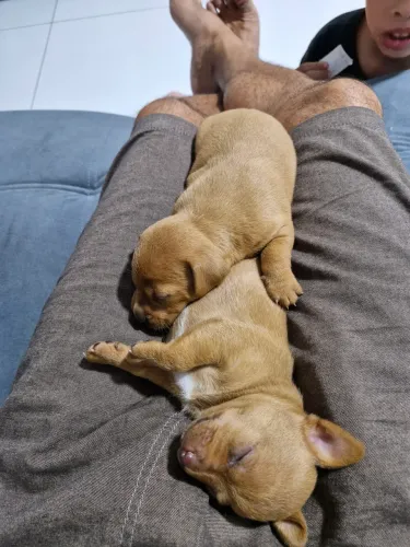 Filhote de pinscher 1