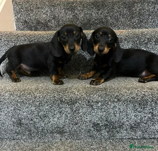Basset Macho e Fêmea com Garantias Teckel/Dachshund/Salsicha/Salsichinha/Basset/Cofap SP