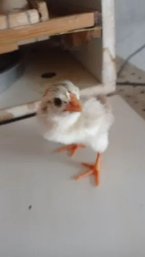 Vendo frangos caipira 