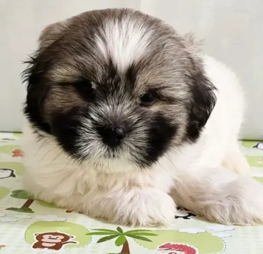 Shih Tzu Machinho Disponível