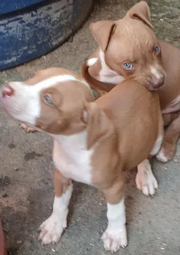 Vende se filhotes de pitbull puros