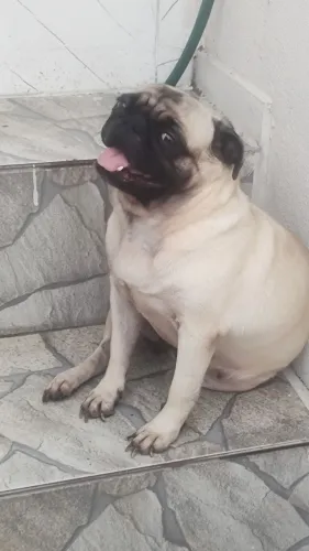 Pug fêmea linda 