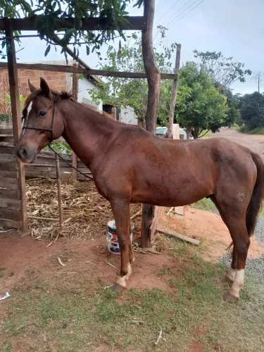 Cavalo a venda castrado e domado.