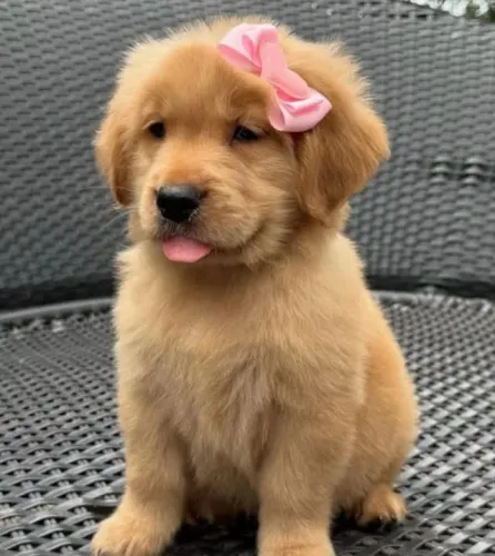 Filhotes de Golden Retriever | Carinho que chega com alegria.