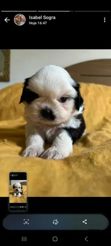 Cachorro