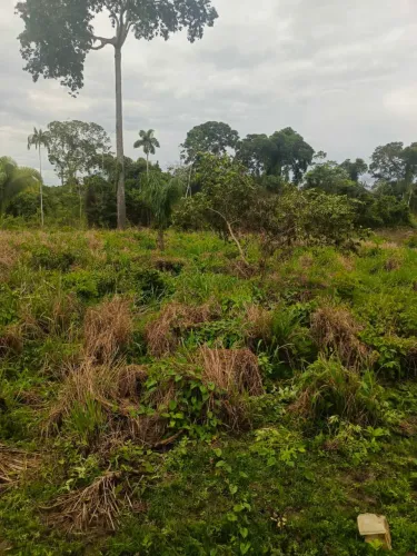 Seringal, Fazenda, Terra, Propriedade, posse, concessão  TITULADO