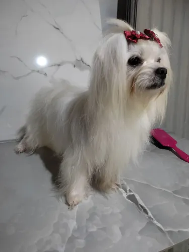 Maltês