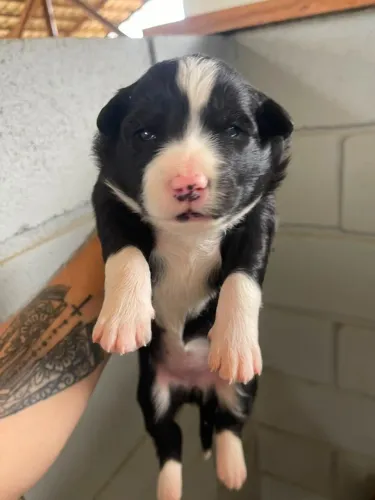 Filhote de Border Collie Fêmea