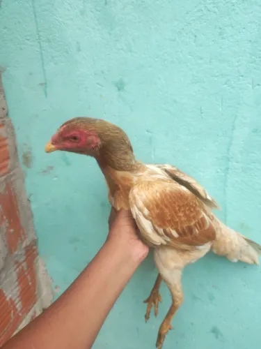 Galinha de raça 