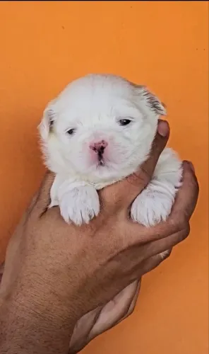 Animal