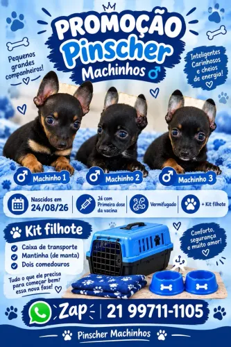 Machinhos de Pinscher minizinho