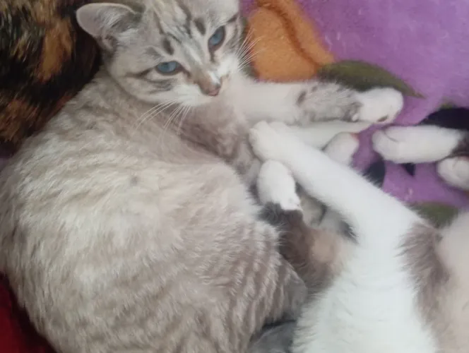 Doação de Gatos