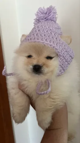 Spitz Alemão Lulu da Pomerânia Macho Creme | Canil Cardoso