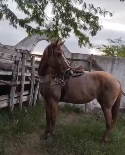 Égua quarto de milha