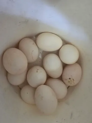 Ovos de pata