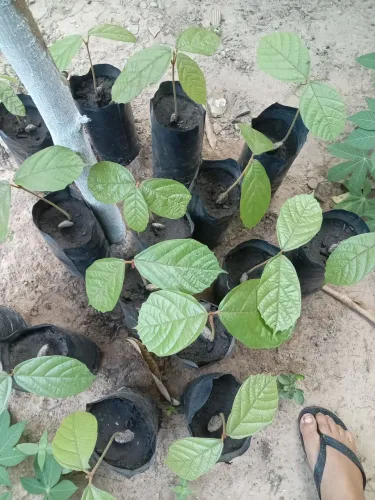 Vendo mudas de cupuacu novas