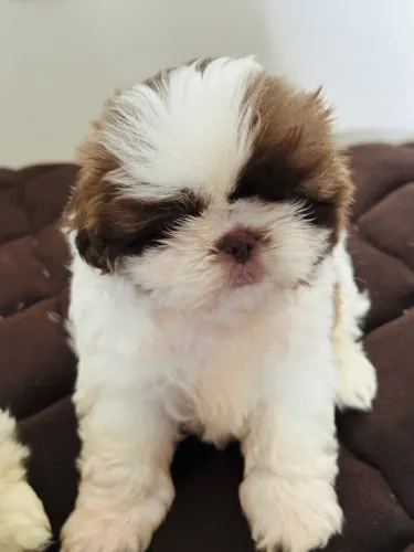 Cachorro