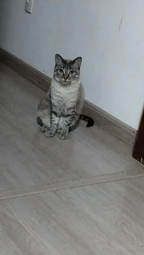 Gato para doação