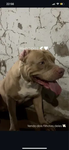 Filhote macho pitbull puro