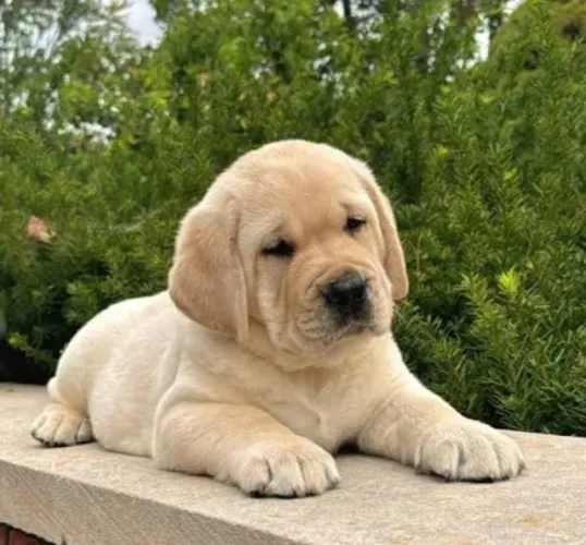 Labrador Filhotes Puro Sangue.
