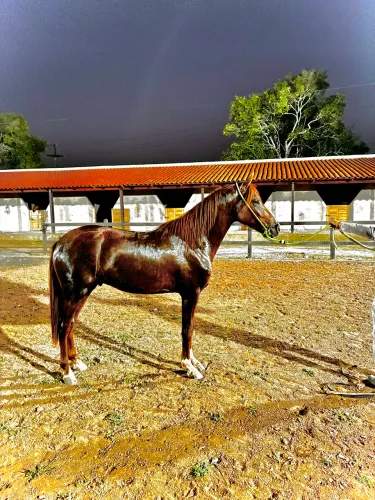 Potro MM registrado