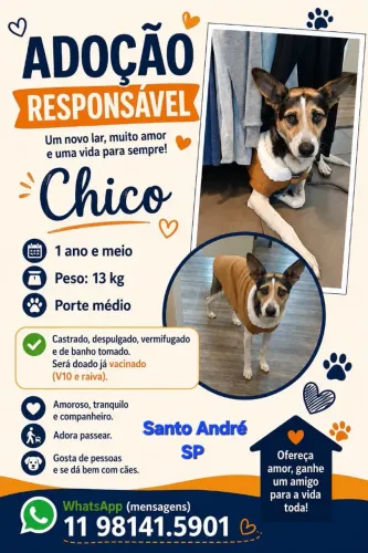 Doação lindo cão novinho e super amoroso!