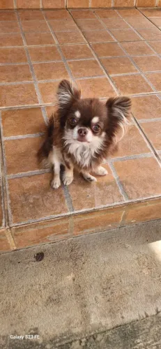 Macho pra cruza