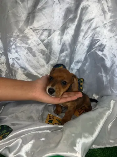 Filhote de cachorro salsicha macho