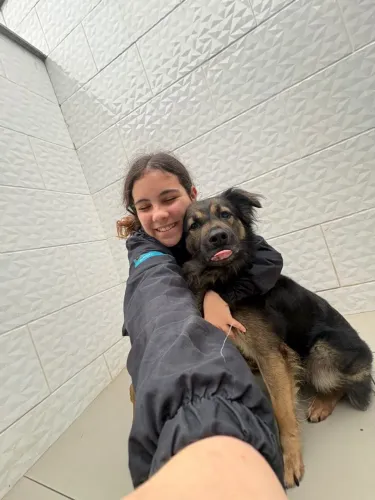 Adoção Especial - Cão Já Adestrado e Sociável