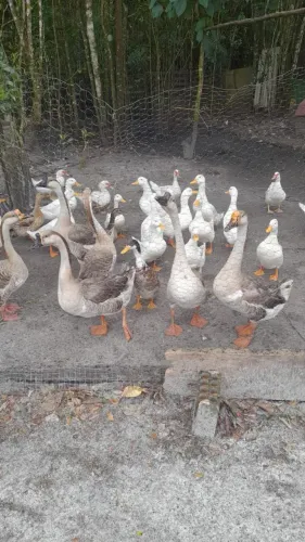 Gansos, patos, marrecos disponíveis em Itanhaém