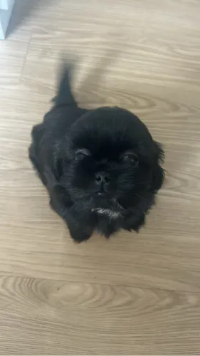 Cachorro