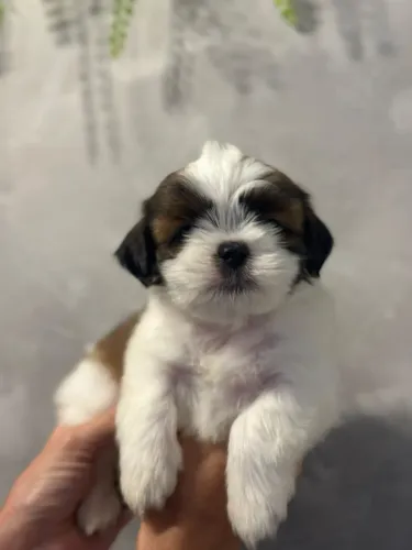 Maravilhoso e lindo shitzu macho