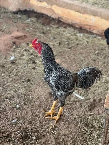 Frango / Galo Caipira Carijo